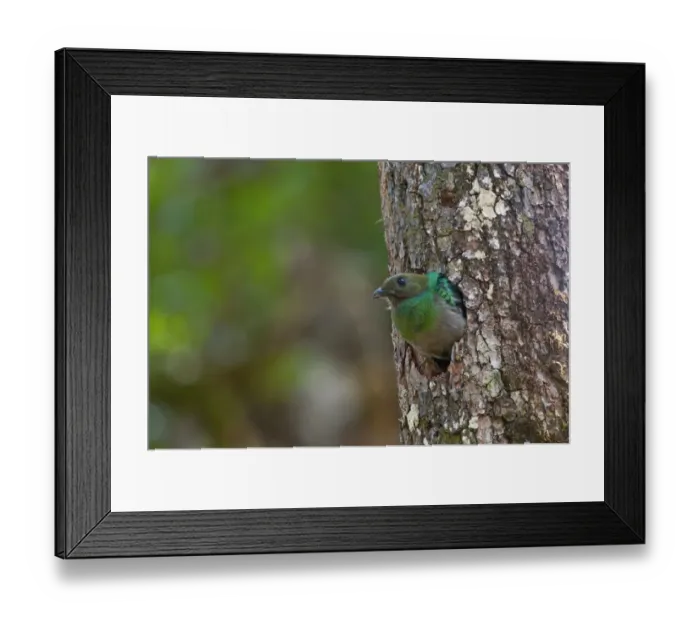 Framed Print : Resplendent Quetzal Pharomachrus mocinno female at nest Central Highlands Costa Rica Framed Print : Resplendent Quetzal Pharomachrus mocinno female at nest Central Highlands Costa Rica