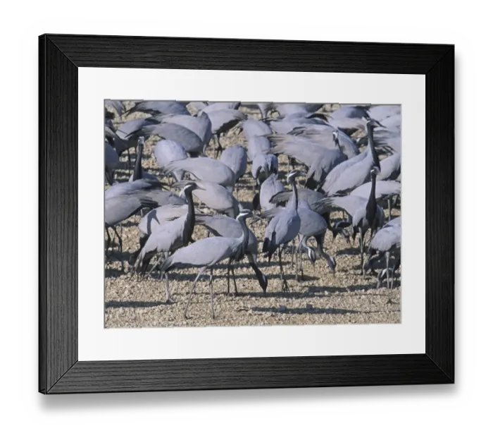 Framed Print : 002807 Framed Print : 002807