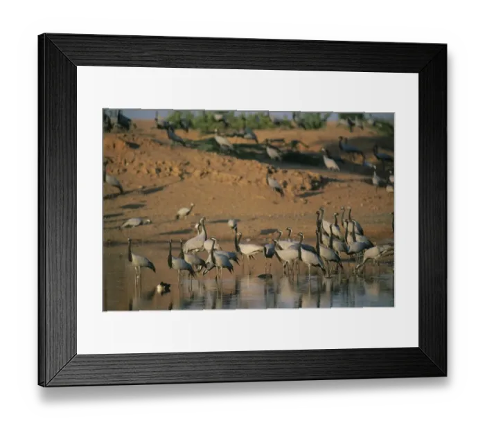 Framed Print : 002823 Framed Print : 002823