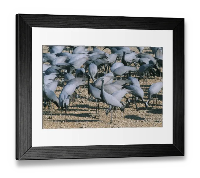 Framed Print : 002824 Framed Print : 002824