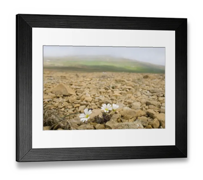 Framed Print : 002933 Framed Print : 002933