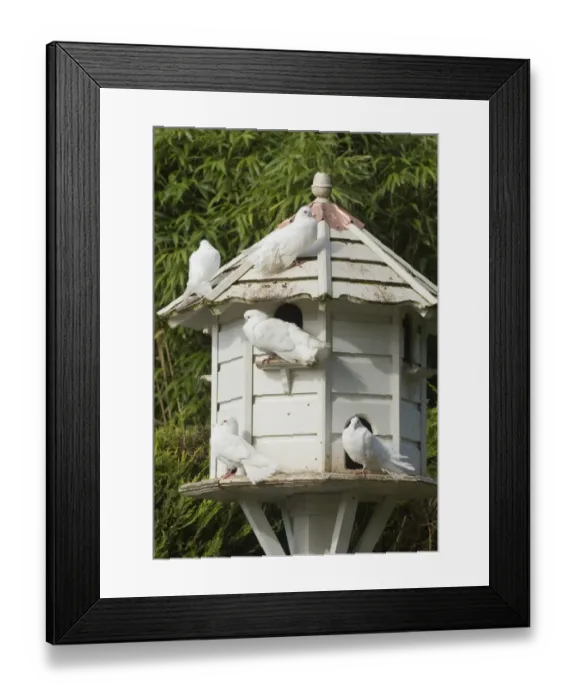 Framed Print : 003070 Framed Print : 003070