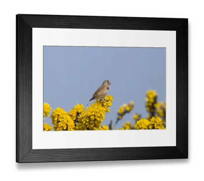 Framed Print : linnet Framed Print : linnet