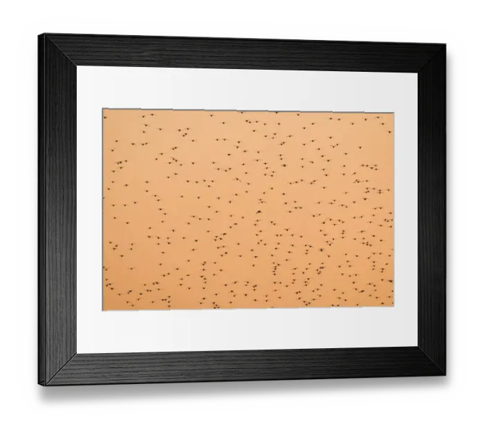 Framed Print : Starlings Sturnus vulgarus going to roost Norfolk November Framed Print : Starlings Sturnus vulgarus going to roost Norfolk November