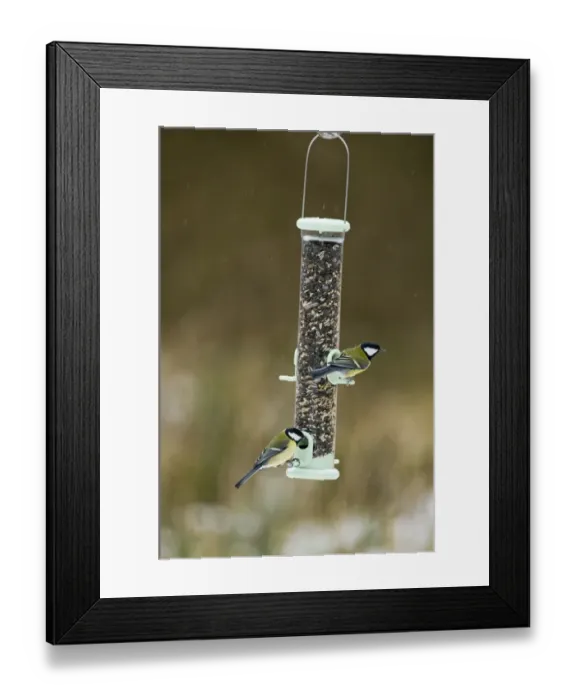 Framed Print : 005030