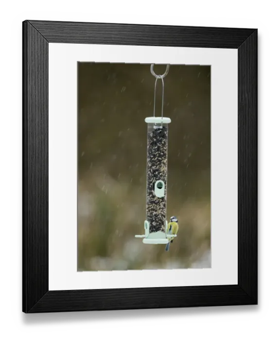 Framed Print : 005032 Framed Print : 005032