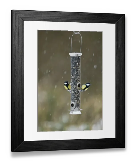 Framed Print : 005037 Framed Print : 005037
