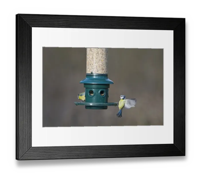 Framed Print : 006271 Framed Print : 006271