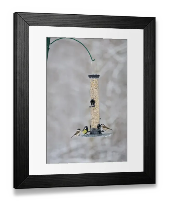 Framed Print : 006281 Framed Print : 006281