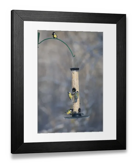 Framed Print : 006282 Framed Print : 006282