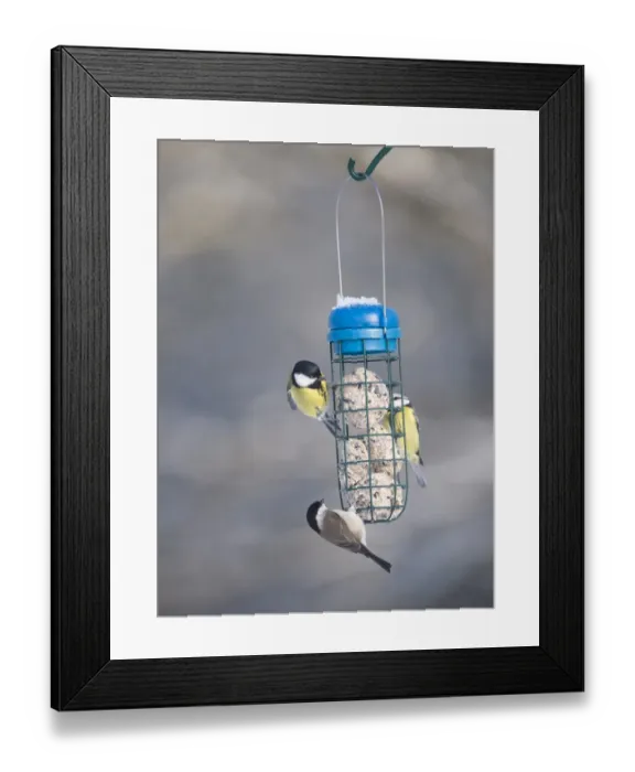 Framed Print : 006283 Framed Print : 006283