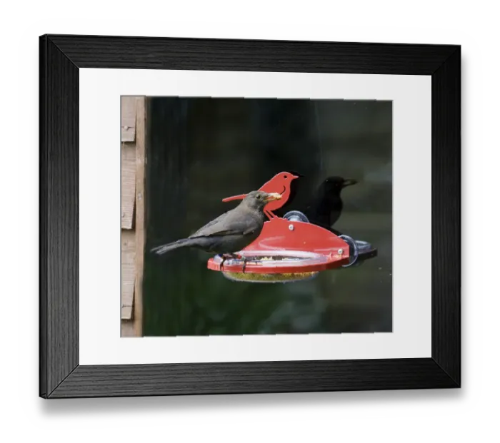 Framed Print : 006347 Framed Print : 006347