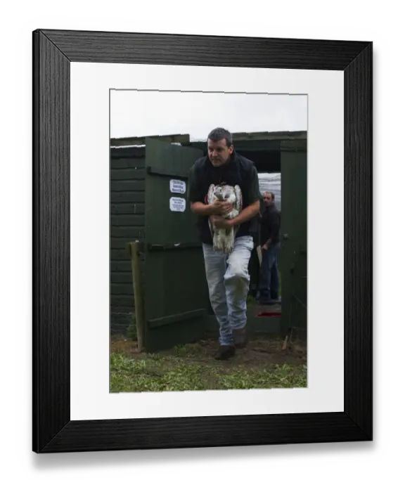 Framed Print : Al Dawes of the Great Bustard Group with a Great Bustard Otis tarda in preparation Framed Print : Al Dawes of the Great Bustard Group with a Great Bustard Otis tarda in preparation