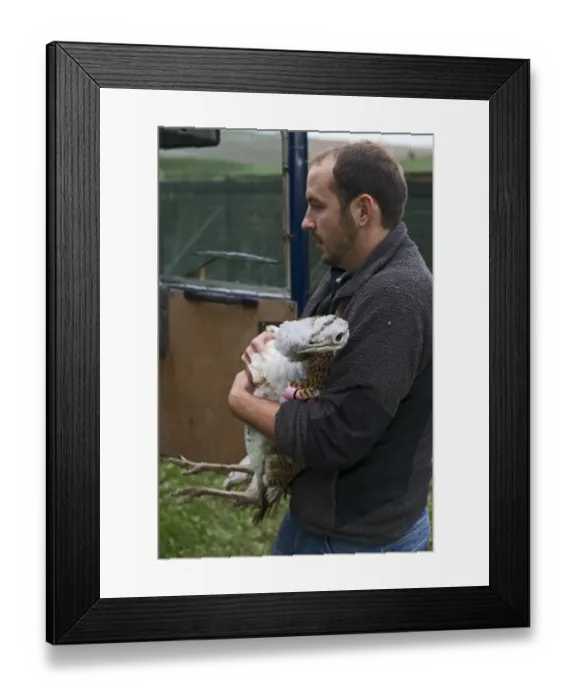 Framed Print : Preparing to release a Great Bustard Otis tarda on to Salisbury Plain Wilts Septe 2010 Framed Print : Preparing to release a Great Bustard Otis tarda on to Salisbury Plain Wilts Septe 2010