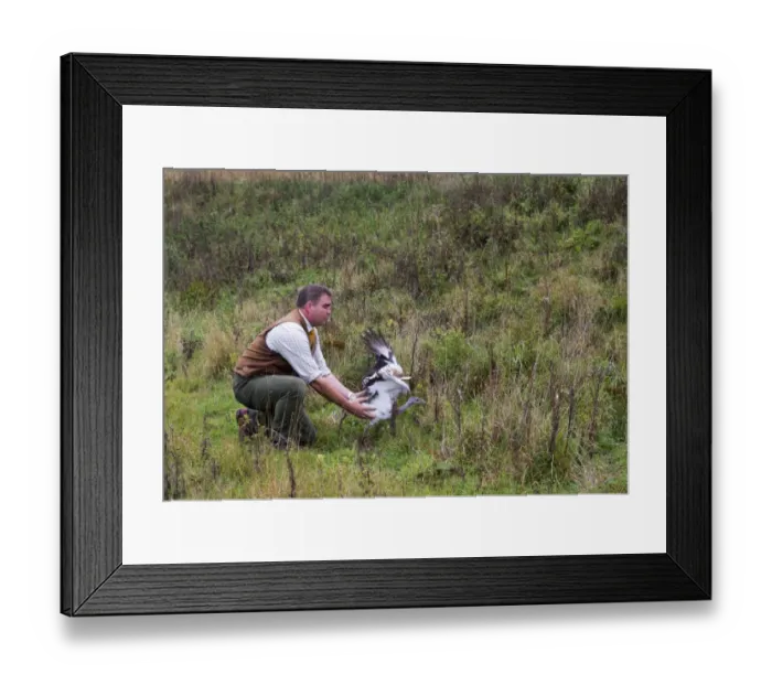 Framed Print : David Waters of the Great Bustard Group releasing a Great Bustard on to Salisbury Framed Print : David Waters of the Great Bustard Group releasing a Great Bustard on to Salisbury
