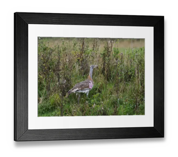 Framed Print : Great Bustard Otis Tarda individual just released on to Salisbury Plain Wiltshire Framed Print : Great Bustard Otis Tarda individual just released on to Salisbury Plain Wiltshire