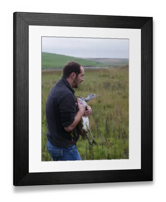 Framed Print : Great Bustard Otis tarda about to be released on to Salisbury Plain Wilts Sept 2010