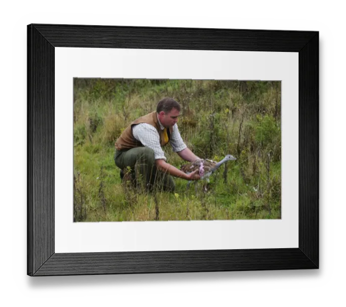 Framed Print : David Waters of the Great Bustard Group releasing a Great Bustard on to Salisbury