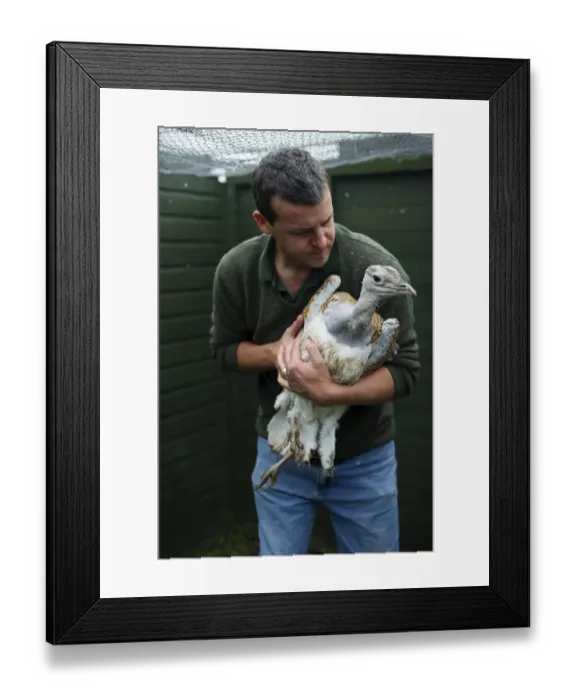 Framed Print : Al Dawes of the Great Bustard Group with a Great Bustard Otis tarda in preparation Framed Print : Al Dawes of the Great Bustard Group with a Great Bustard Otis tarda in preparation