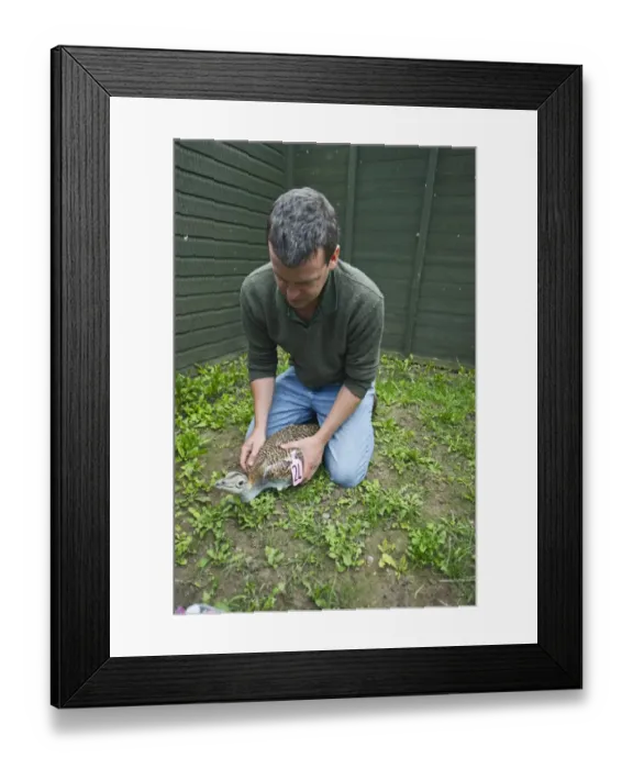 Framed Print : Al Dawes of the Great Bustard Group fitting a radio transmitter to a Great Bustard Framed Print : Al Dawes of the Great Bustard Group fitting a radio transmitter to a Great Bustard