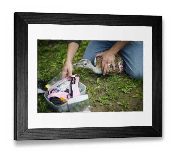 Framed Print : Great Bustard Group fitting a wing tag to a Great Bustard in preparation for release Framed Print : Great Bustard Group fitting a wing tag to a Great Bustard in preparation for release