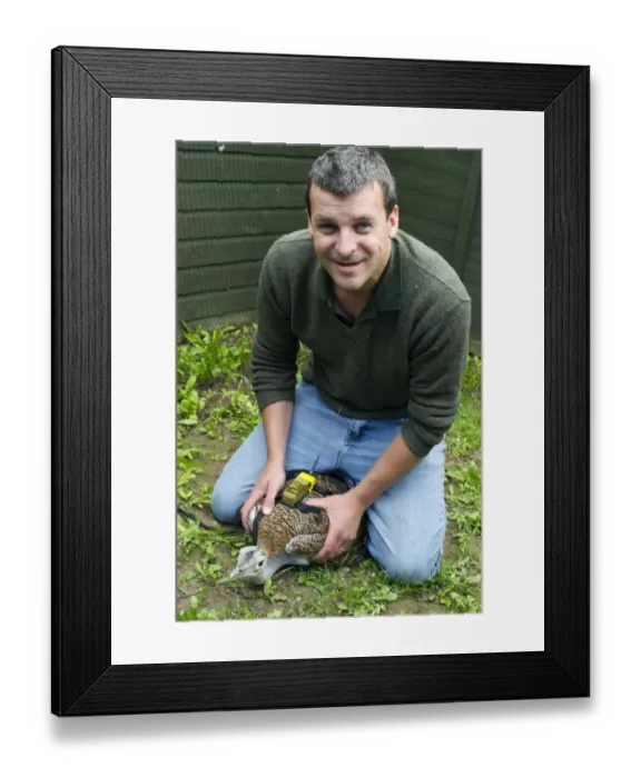 Framed Print : Al Dawes of the Great Bustard Group fitting a radio transmitter to a Great Bustard