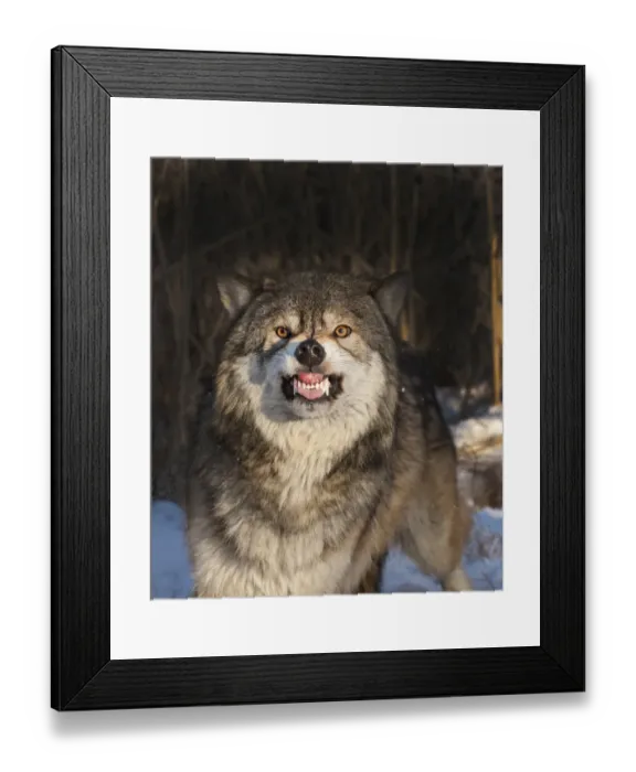 Framed Print : Wolf Canis lupus snarling Minnesota N America winter