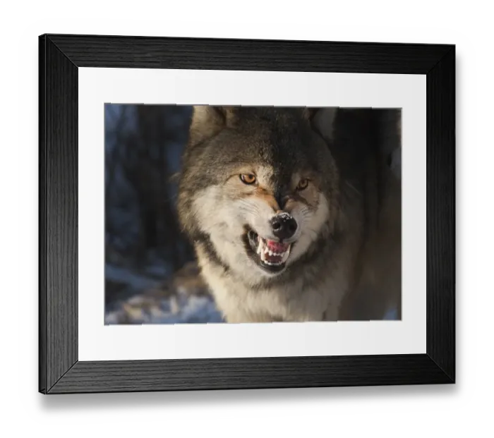 Framed Print : Wolf Canis lupus snarling Minnesota N America winter Framed Print : Wolf Canis lupus snarling Minnesota N America winter