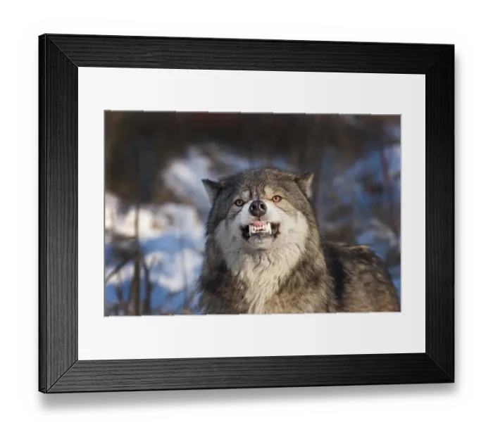 Framed Print : Wolf Canis lupus snarling Minnesota N America winter Framed Print : Wolf Canis lupus snarling Minnesota N America winter