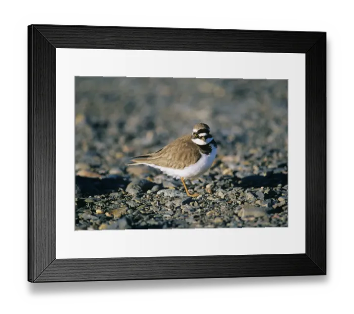 Framed Print : Little-ringed Plover Kent spring UK Framed Print : Little-ringed Plover Kent spring UK
