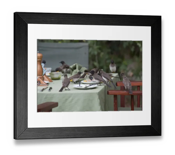 Framed Print : Common Bulbuls Pycnonotus babatus scavenging for scraps on table in safari lodge Framed Print : Common Bulbuls Pycnonotus babatus scavenging for scraps on table in safari lodge