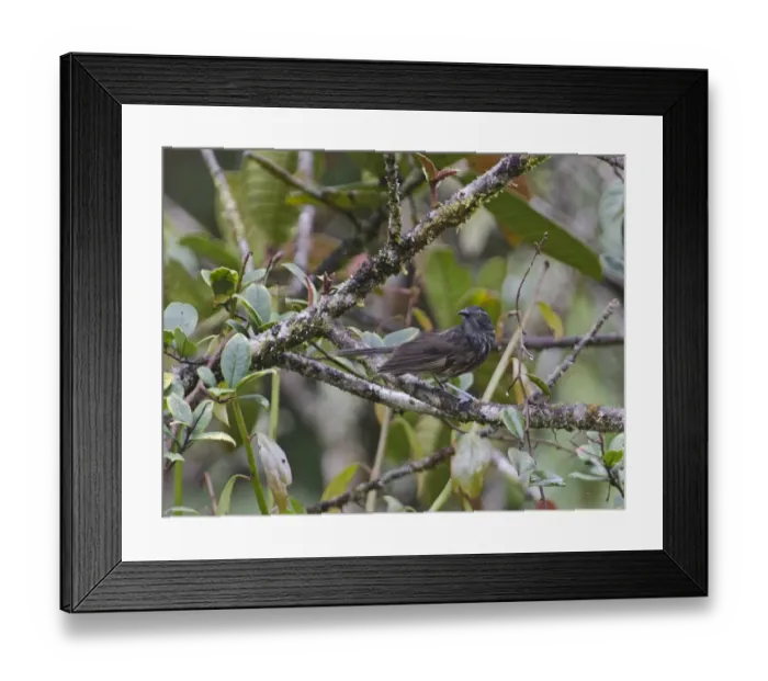 Framed Print : Grey-streaked Honeyeater Ptiloprora perstriata Tari Papua New Guinea Framed Print : Grey-streaked Honeyeater Ptiloprora perstriata Tari Papua New Guinea