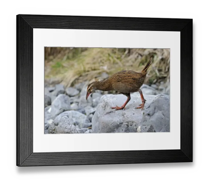 Framed Print : Weka Gallirallus australis South Island New Zealand Framed Print : Weka Gallirallus australis South Island New Zealand