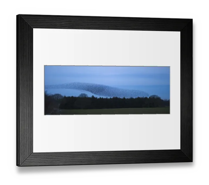 Framed Print : Starlings Sturnus vulgarus arriving at night time roost near Gretna Scotland December