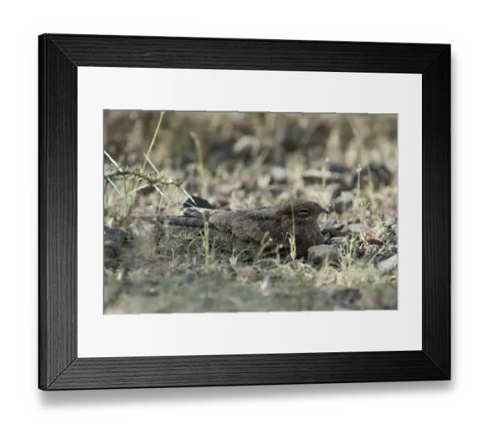 Framed Print : Plain Nightjar Caprimulgus inornatus Africa Framed Print : Plain Nightjar Caprimulgus inornatus Africa