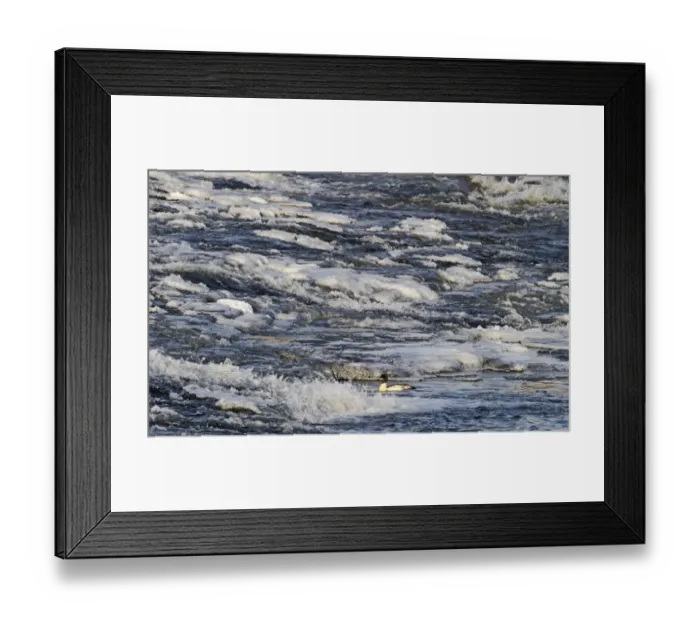 Framed Print : Goosander feeding at base of weir Dumfries Scotland winter Framed Print : Goosander feeding at base of weir Dumfries Scotland winter