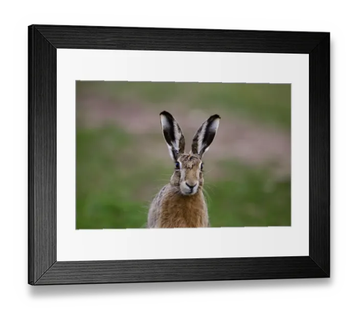 Framed Print : Brown Hare Lepus europaeus Norfolk spring