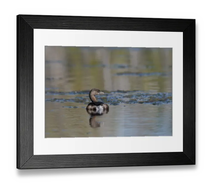 Framed Print : Least Grebe Tachybaptus dominicus Florida Everglades USA Framed Print : Least Grebe Tachybaptus dominicus Florida Everglades USA