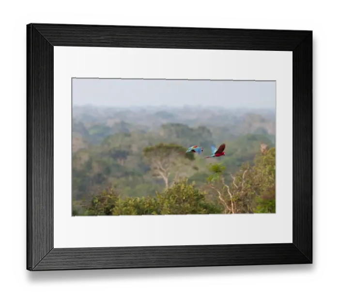 Framed Print : Red and Green Macaws Ara chloropterus flying over canopy of rainfores Peruvian Amazon Framed Print : Red and Green Macaws Ara chloropterus flying over canopy of rainfores Peruvian Amazon