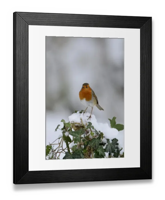 Framed Print : Robin Erithacus rubecula puffed up in cold Norfolk winter Framed Print : Robin Erithacus rubecula puffed up in cold Norfolk winter