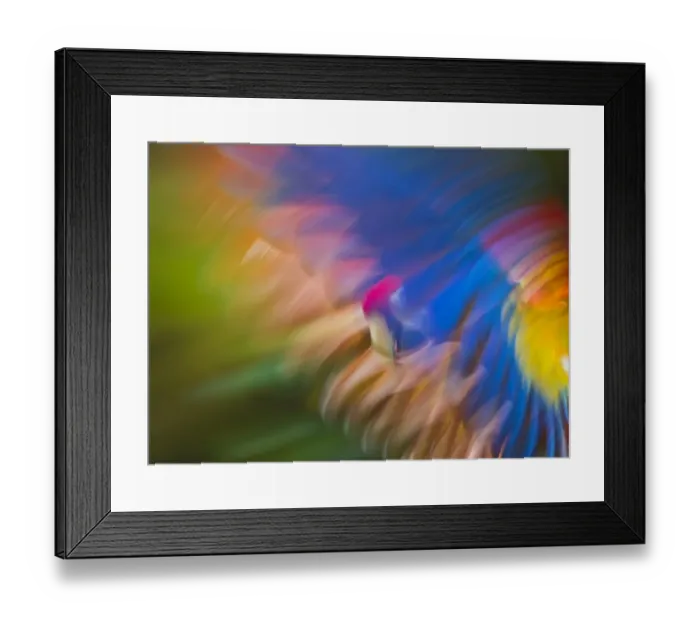 Framed Print : Scarlet Macaw (Ara macao) in flight using motion blur Captive Framed Print : Scarlet Macaw (Ara macao) in flight using motion blur Captive