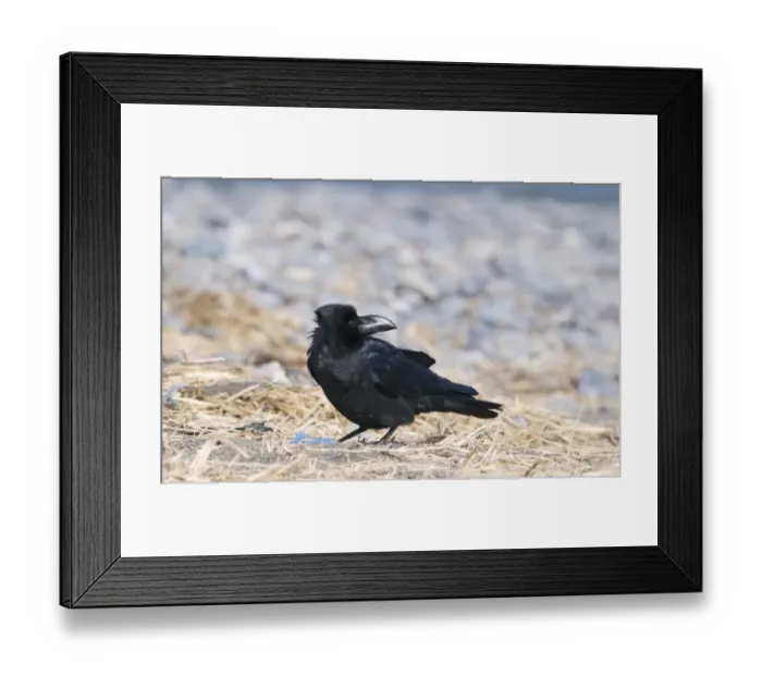 Framed Print : 003880 Framed Print : 003880