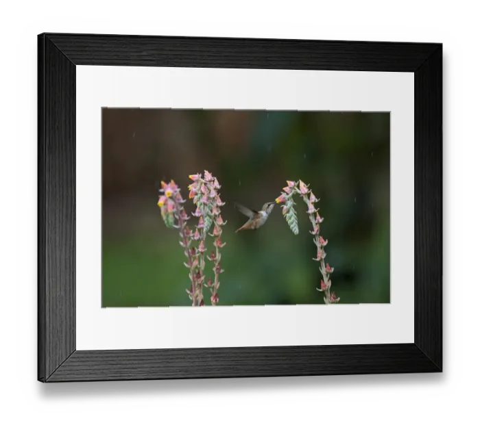 Framed Print : Scintillant Hummingbird Selasphorus scintilla female Savegre Costa Rica Framed Print : Scintillant Hummingbird Selasphorus scintilla female Savegre Costa Rica