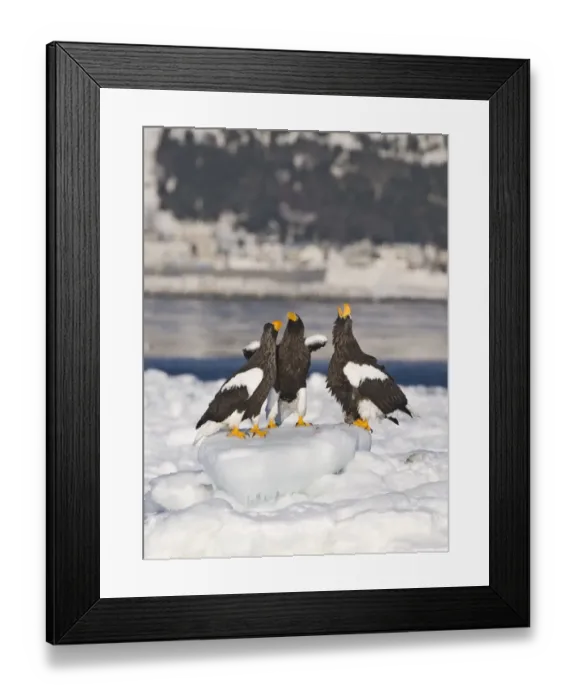 Framed Print : 004072 Framed Print : 004072