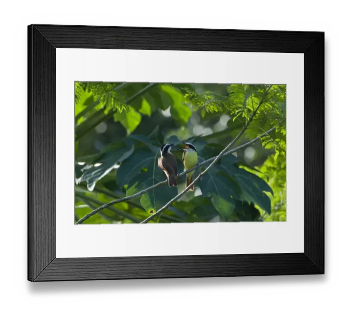 Framed Print : Great Kiskadee Pitangus sulphuratus La Selva Costa Rica Framed Print : Great Kiskadee Pitangus sulphuratus La Selva Costa Rica