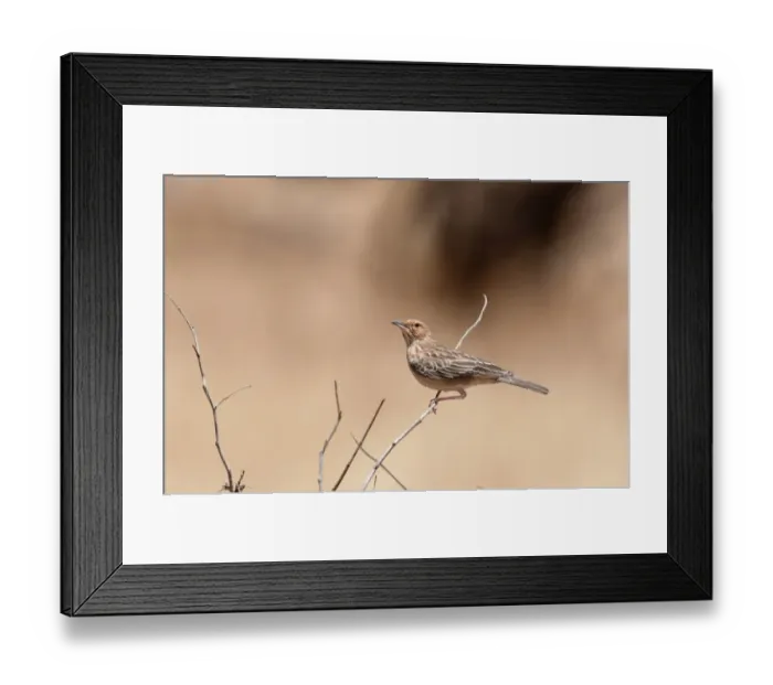 Framed Print : Pink-breasted Lark Mirafra poecilosterna Samburu Kenya Framed Print : Pink-breasted Lark Mirafra poecilosterna Samburu Kenya