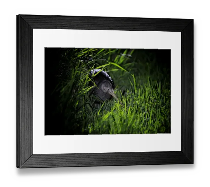Framed Print : Northern Brown Kiwi, Apteryx mantelli Kerikeri North Island New Zealand Framed Print : Northern Brown Kiwi, Apteryx mantelli Kerikeri North Island New Zealand