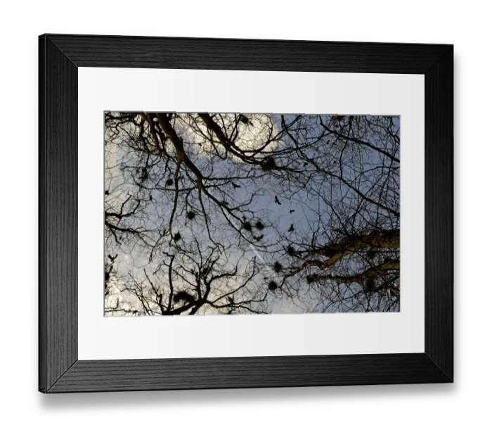 Framed Print : Rooks at Rookery Corvus frugilegus Gloucestershire early spring Framed Print : Rooks at Rookery Corvus frugilegus Gloucestershire early spring