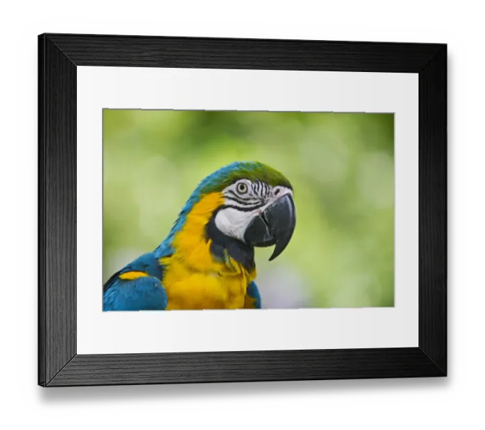 Framed Print : Blue-and-Yellow Macaw (Ara ararauna) captive Framed Print : Blue-and-Yellow Macaw (Ara ararauna) captive