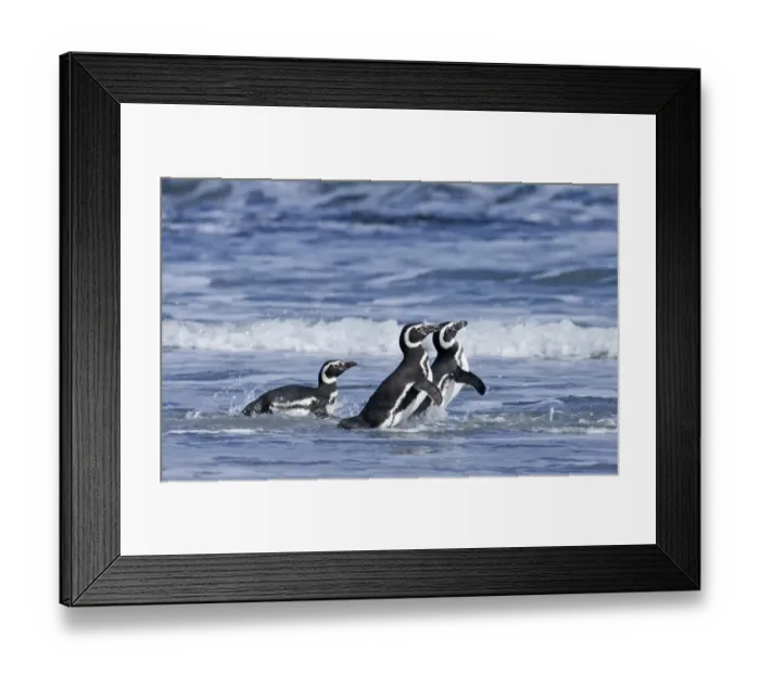 Framed Print : Magellanic Penguins Spheniscus magellanicus entering the sea Sea Lion Island Falklands Framed Print : Magellanic Penguins Spheniscus magellanicus entering the sea Sea Lion Island Falklands